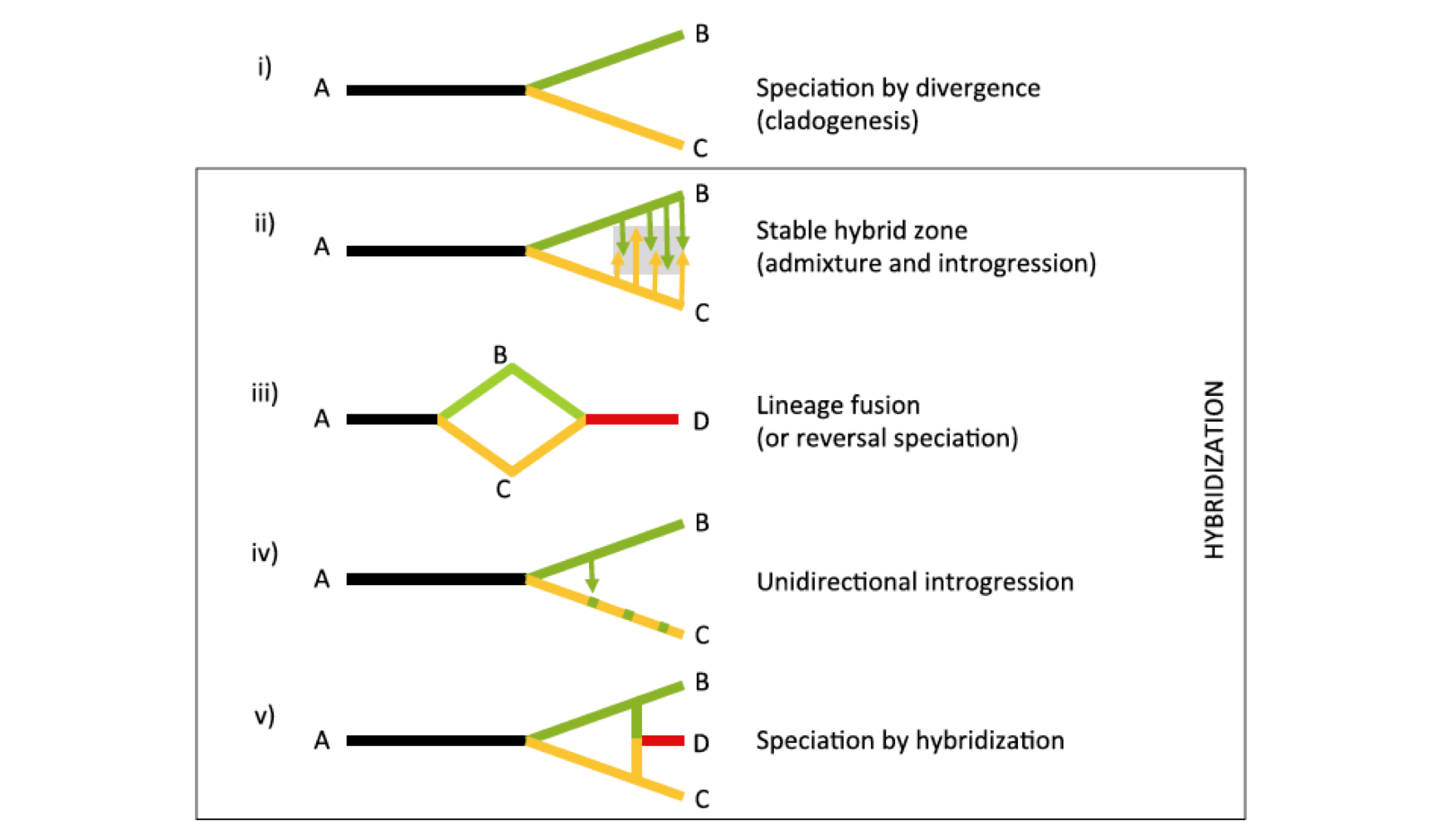 <ul><li><p>speciation by divergence (cladogenesis) may not be hybridization?</p></li><li><p>stable hybrid zone (admixture and introgression)</p></li><li><p>lineage fusion (or reversal speciation)</p></li><li><p>unidirectional introgression</p></li><li><p>speciation by hybridization</p></li></ul><p></p>