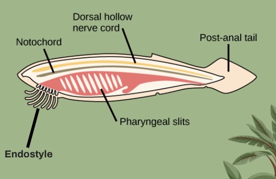 <p>notochord —> flexible, rod-like structure for support</p><p>pharyngeal gill slits —> perforated openings that aid in filter feeding in simpler chordates, modified into gills</p><p>dorsal (hollow) nerve chord —> spinal cord and brain</p><p>post-anal tail —> tail for locomotion</p><p>endostyle —> secretes mucus for filter feeding in lower chordates, modified into thyroid gland</p><p></p><p>all of these are present at some point in chordates</p><p></p>