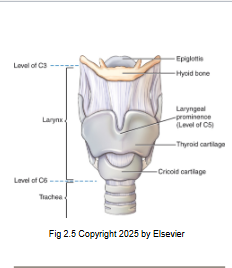 <p>Cage like structure made of cartilage</p><p>The organ of voice</p><p>Suspended by hyoid bone</p><p>Level C3-C6</p>