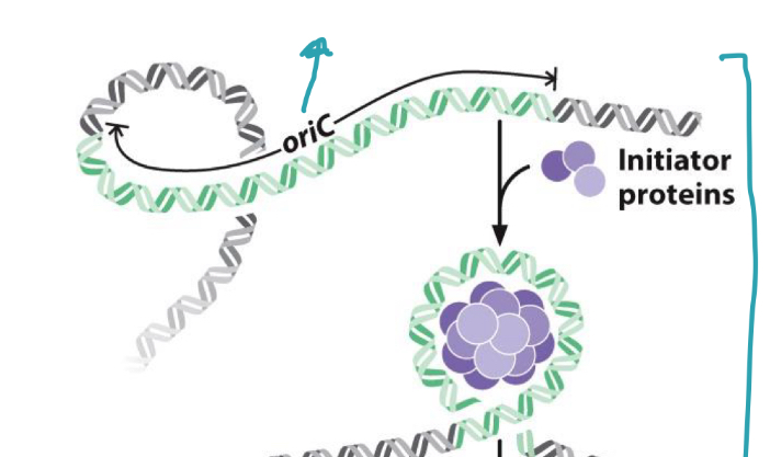 <p>what do initator proteins do?</p>