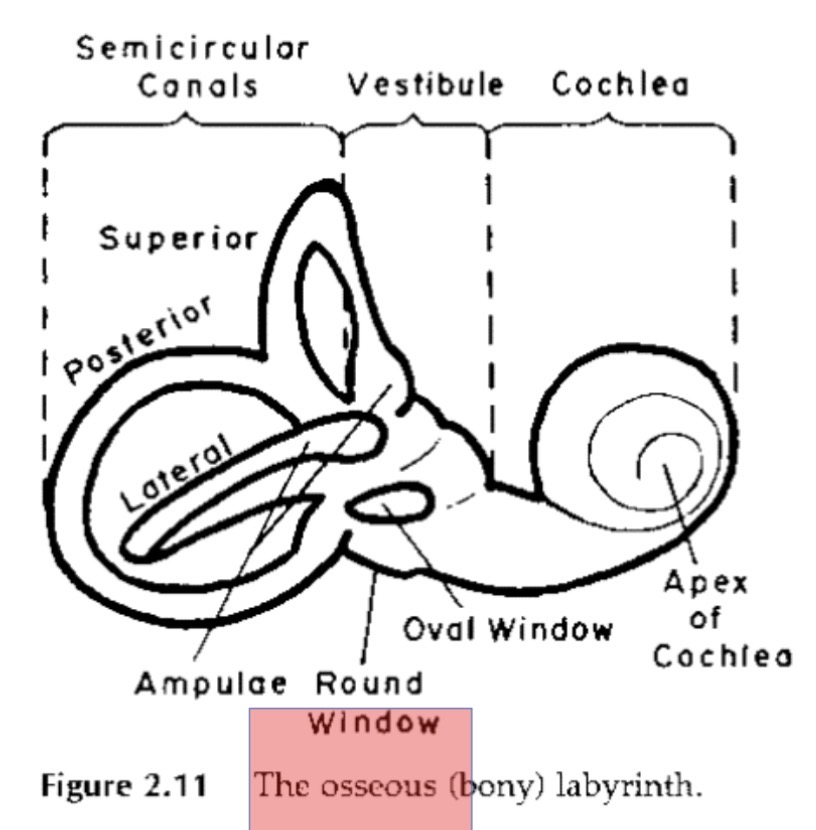 <p><span>•The vestibular system is responsible for maintaining balance (in coordination with vision and touch)</span></p><p class="s21"><span>•Comprised of two types of end organs:</span></p><p class="s94"><strong><span>1. Semicircular canals</span></strong></p><p class="s26"><span>•Sense organs for movement of body in space</span></p><p class="s26"><span>•Each ear has a superior, posterior, and lateral semicircular canal, at right angles to each other</span></p><p class="s94"><strong><span>2. Otolith organs</span></strong></p><p class="s26"><span>•Sense organs for acceleration of body through space</span></p><p class="s26"><span>•Each ear has a utricle and saccule</span></p>