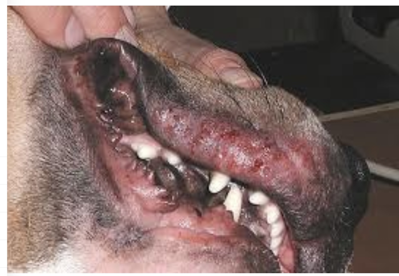 <img src="blob:null/03c2b61a-2d9c-423d-9feb-d006ce11b615" width="275" height="183"><p>Crusting, scaling,  pustules, red bumps, papules</p>