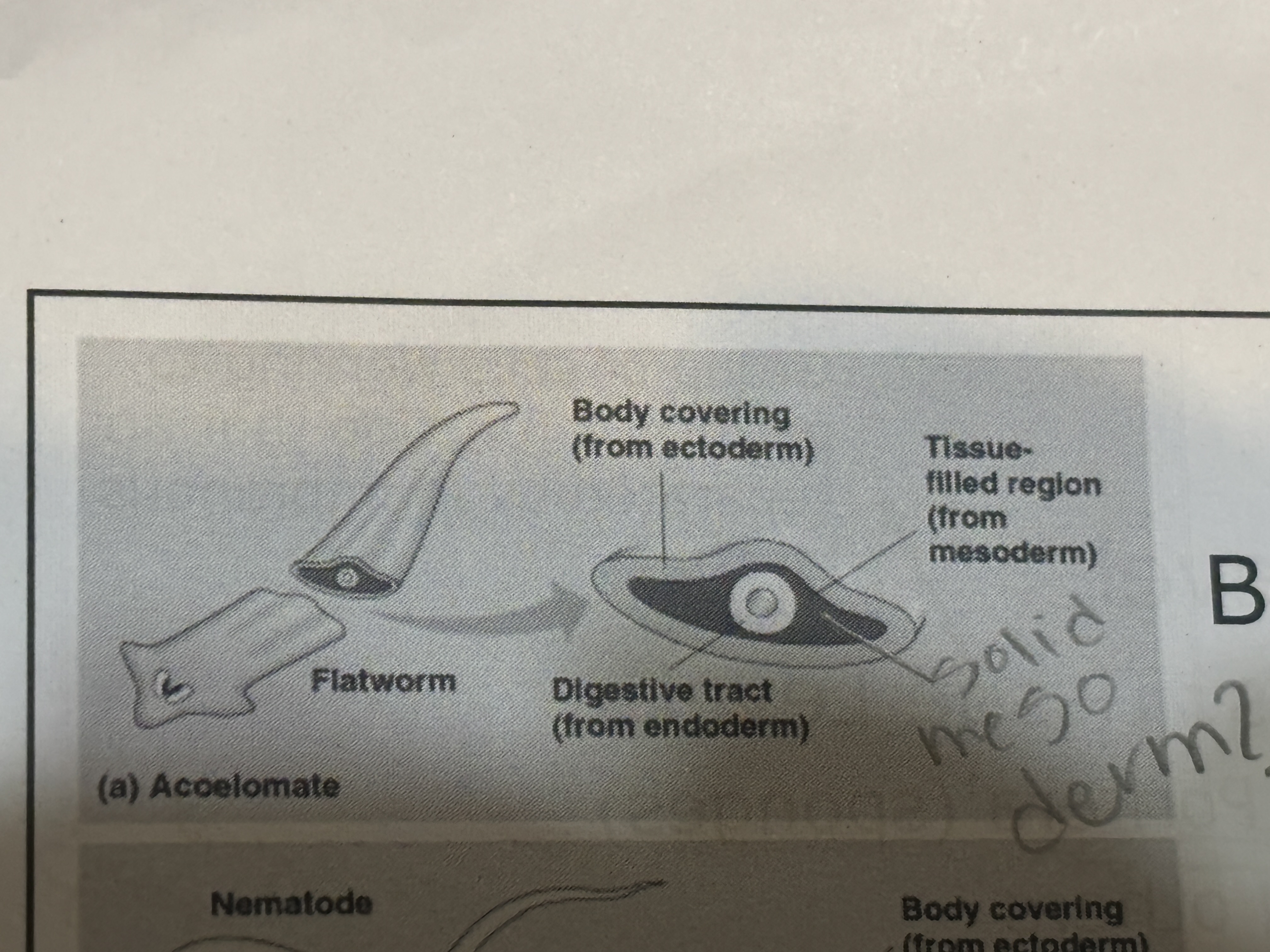 <p>Body cavities </p><p>Acoelomates</p>