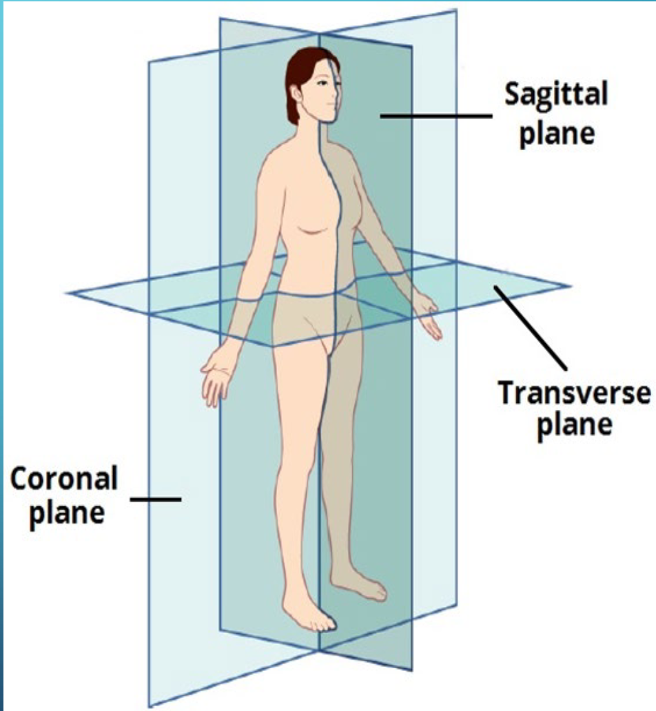 <p>1) Sagittal Plane </p><p>2. Coronal Plane</p><p>3. Transverse Plane</p>