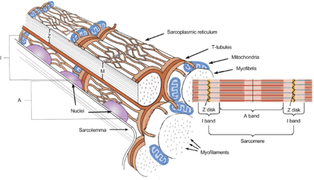 <ul><li><p>Properties of excitability - allows for rapid distribution of signal throughout the muscle</p></li><li><p>Conduct electrical impulses during depolarisation</p></li><li><p>T tubules begin here and enter the muscle fibre</p></li></ul><p></p>