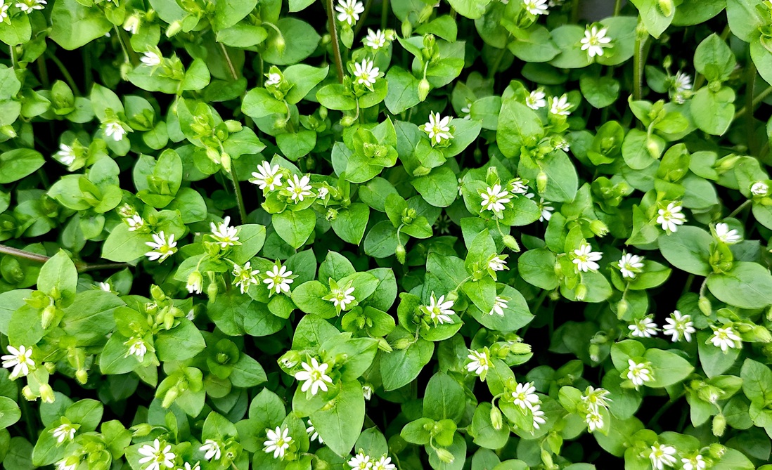 <ul><li><p>Tiny white star-shaped flowers</p></li><li><p>Opposite oval leaves</p></li><li><p>Weak creeping stems</p></li><li><p>Single line of hairs along stem</p></li><li><p>Gardens & moist disturbed ground</p></li></ul><p></p>