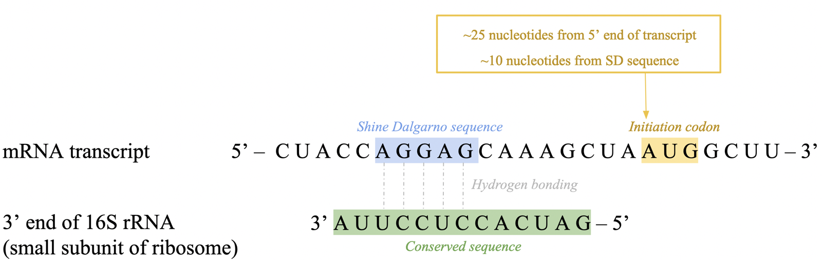 <p>translation begins before transcription is complete: co-transcriptional translation</p><p>first codon found ~25 nt downstream from 5’ end</p><p>ribosome binds ~10 nt upstream at <strong>purine-rich Shine Dalgarno (SD) sequence</strong> </p><ul><li><p>recognized by 3’ end of 16S rRNA via bp, helping correctly position initiation codon (AUG) into ribosome’s P site</p></li></ul><p></p>