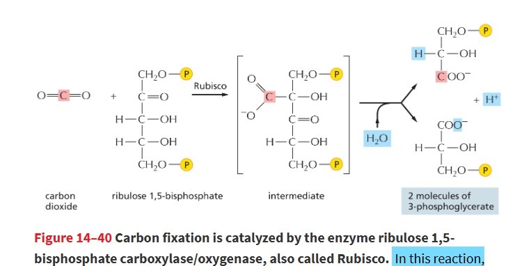 <p>a <strong>covalent </strong>bond forms btwn CO2 and RuBP after Rubisco joins them together.</p><p>Then, the intermediate reacts w H2O (hydrolysis) to produce <strong>2 molecules of 3-phosphoglycerate</strong></p>