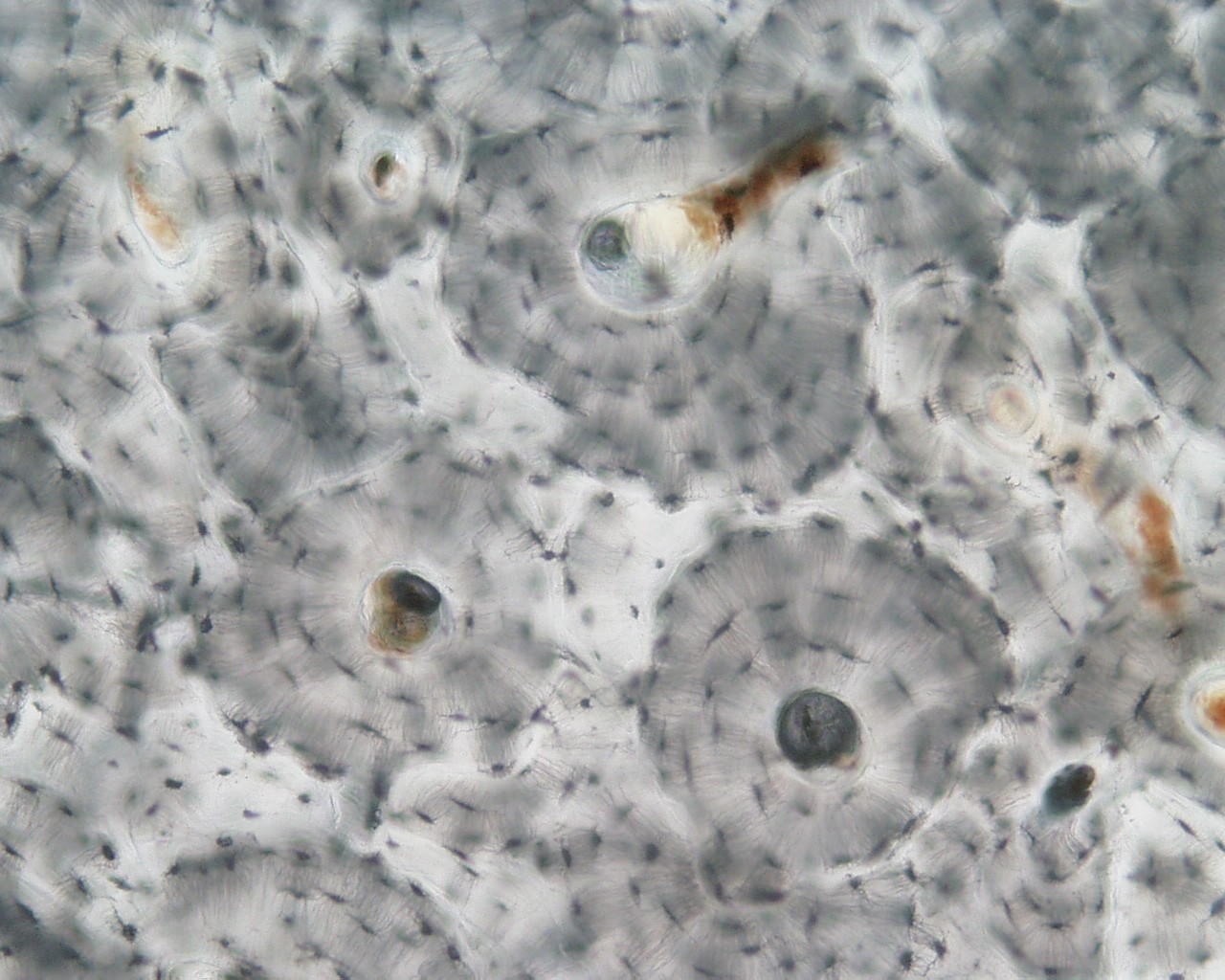 <p>Identifica el tejido</p>