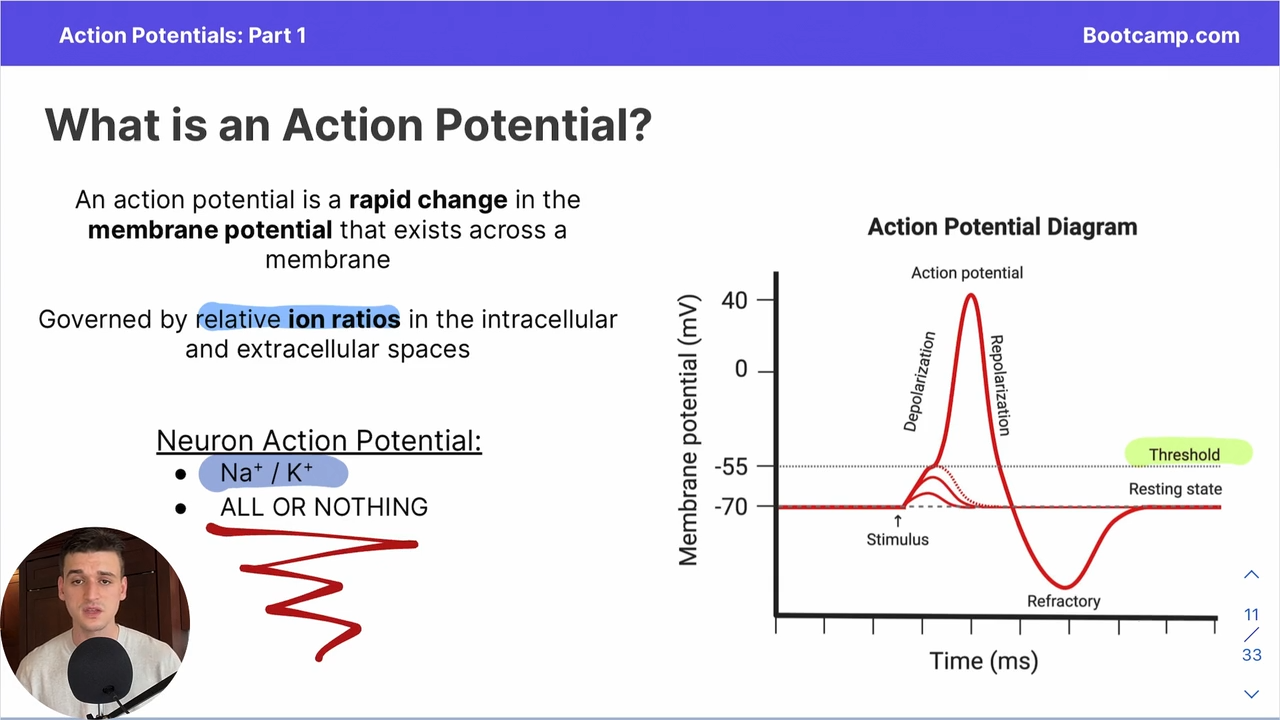 <p>a rapid change in the membrane potential that exists across a membrane </p>