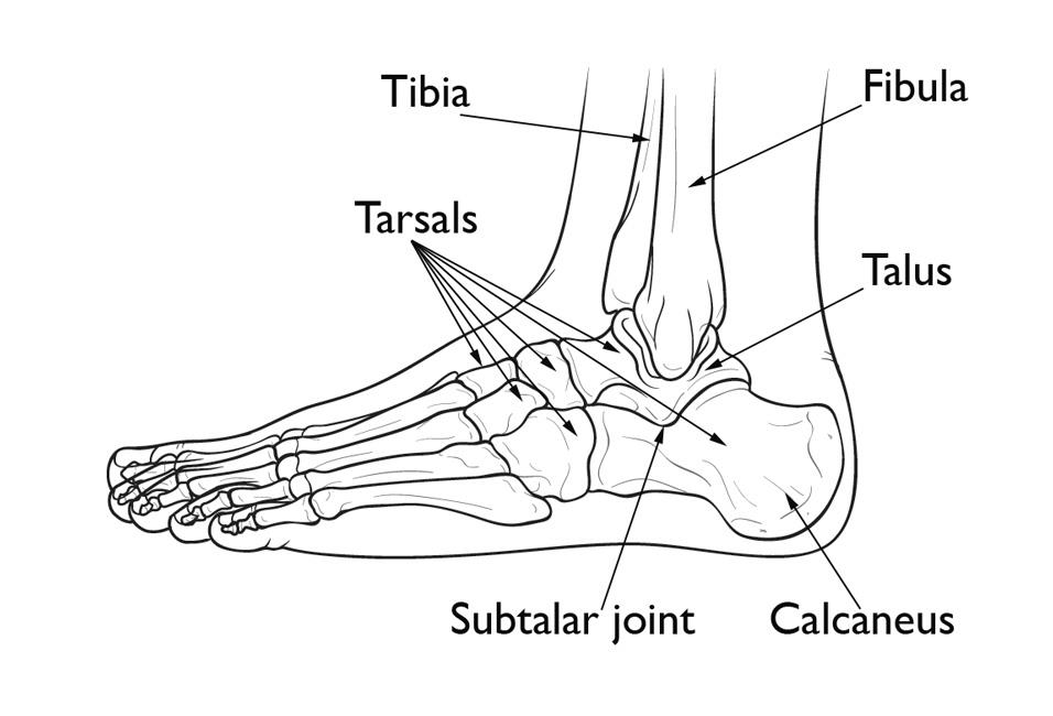 <p>What bone is this</p>