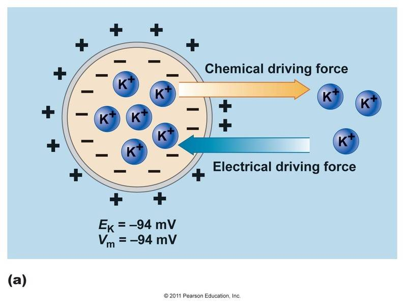 <p>What generates electrical driving force?</p>