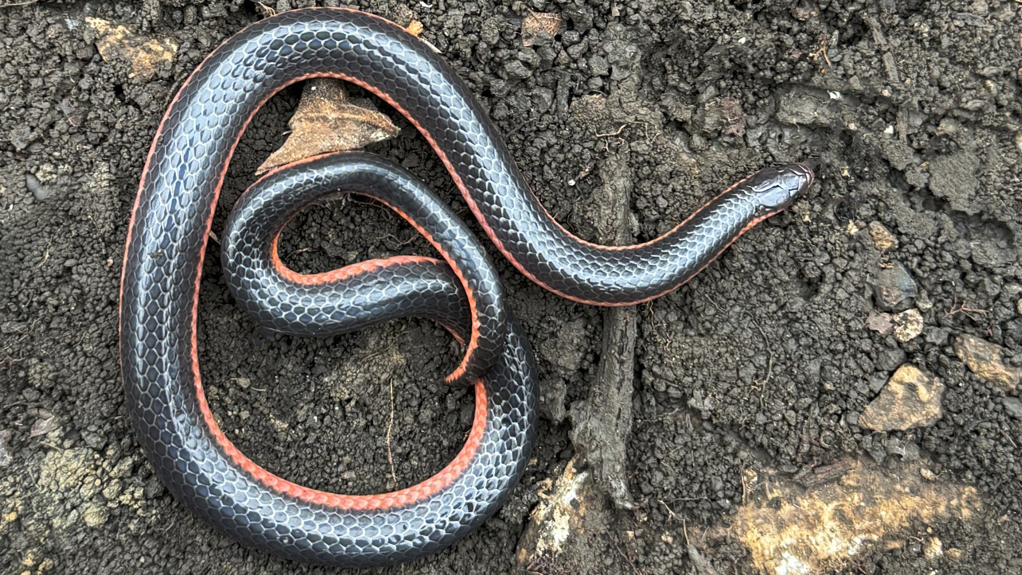 <p>Colubridae. Found statewide</p>