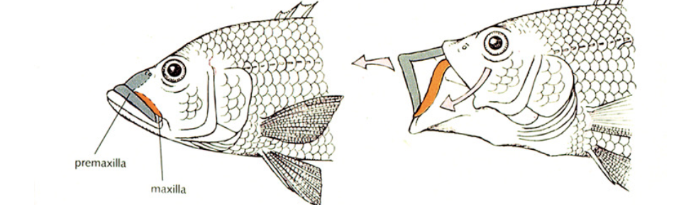 <p>maxilla is pulled in and lower jaw is pushed out</p>