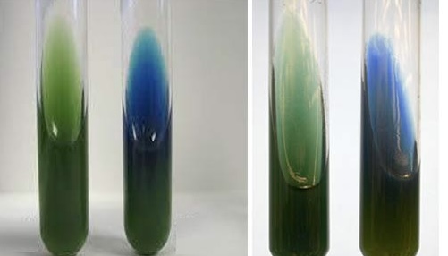 <p>What is the carbon source in the citrate media? </p>