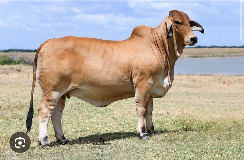 <p>Breed?</p>