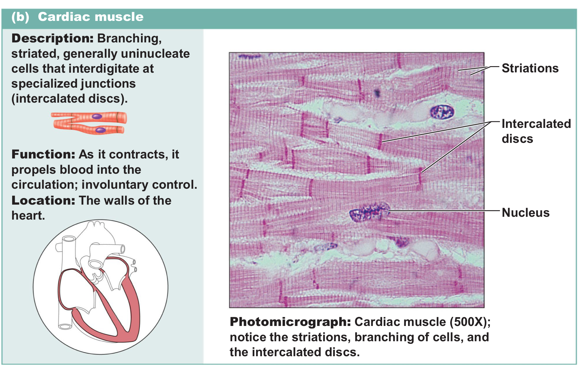 <p>Branching, striated uninucleate cells that connect through intercalated discs → involuntary and responsible for pumping blood throughout the body</p>