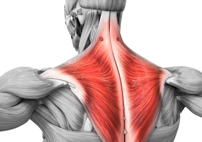<p>Trapezius Muscle  </p>