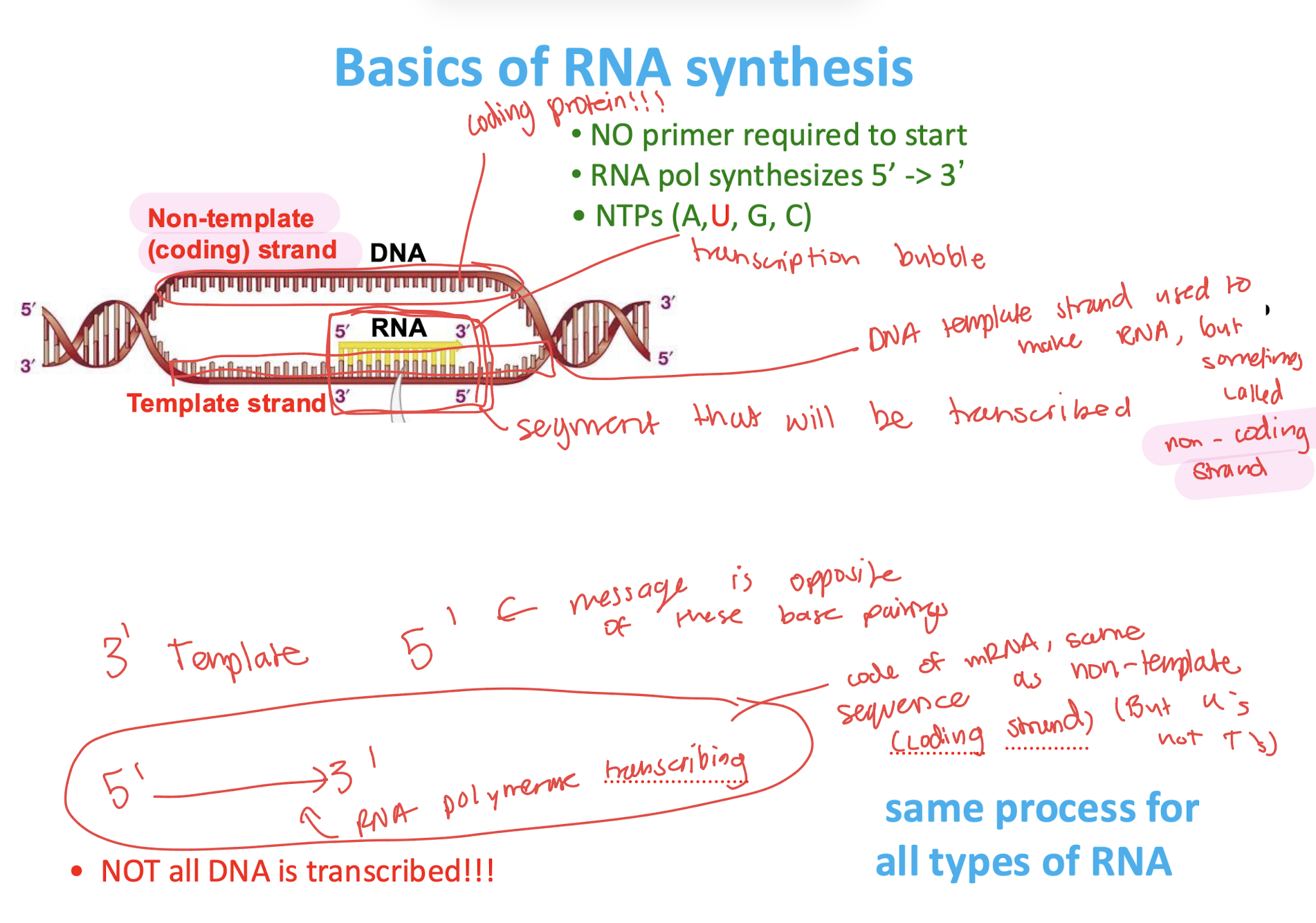 <p>Its sequence matches the mRNA sequence except T is replaced by U.</p>