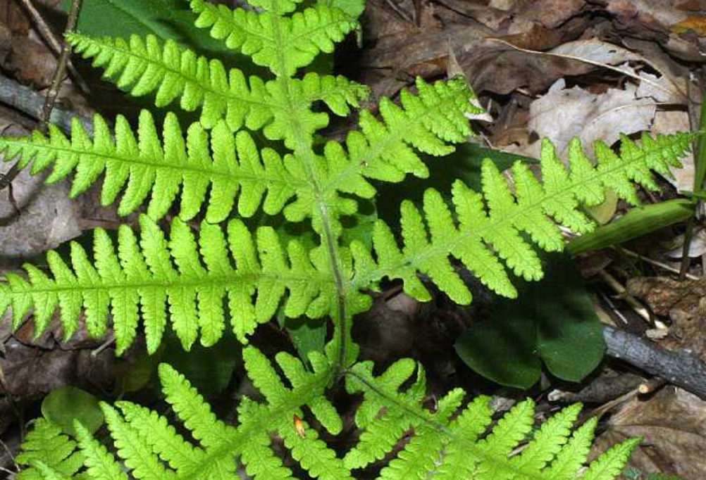 <p>Thelypteridaceae</p>