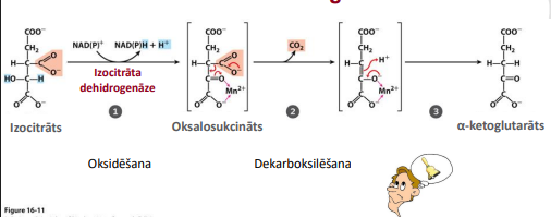 <p>Nosaukums: Oksidatīvā dekarboksilēšana: Izocitrāta dehidrogenāze</p><p>Substrāts: Izocitrāts</p><p><strong>Starpprodukts: Oksalosukcināts</strong></p><p>Produkts: α-ketoglutarāts</p><p>Enzīms: Izocitrāta dehidrogenāze</p><p>Citas īpatnības: Neatgrieziniskais un ļoti izdevīgs solis. Izoenzīmi ir NAD<sup>+</sup> (mitohondriālie) un NADP<sup>+</sup> (citosoliskie un mitohondriālie) specifiski. Aktivatori: [ADF]. Inhibitori: [ATF; Ca<sup>2+</sup>] </p>