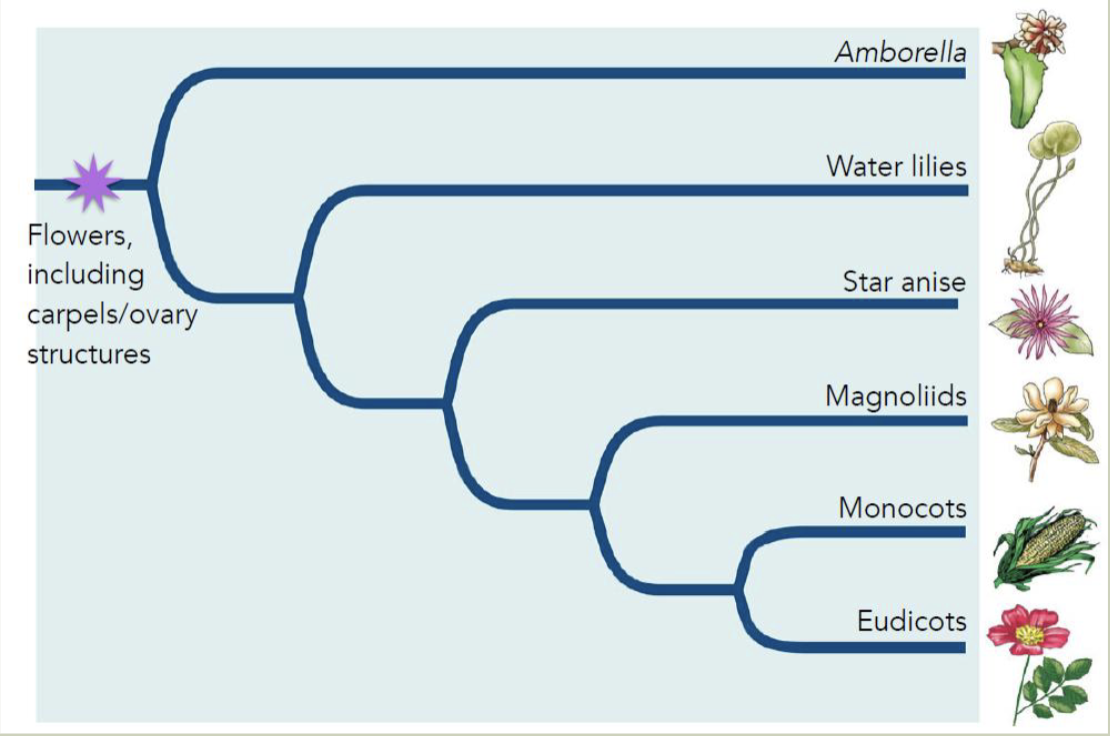 <ul><li><p>amborella - most ancient angiosperm lineage (nonfunctional stamen, separate carpels)</p></li><li><p>water liles - early branching angiosperm (often many petals and stamen, spiraled parts)</p></li><li><p>star anise - early brancher (leaf like stamen, multiple pistils/carpels, vascular tissue more similar to gymnosperms</p></li><li><p>magnoliids - early brancher (most have broad leaves, large flowers, many spirally arranged perianths. cinnamon, avocado, nutmeg, etc)</p></li><li><p>all early angiosperm lineages often have carpels that split open as fruits to release seeds </p></li></ul><p></p>