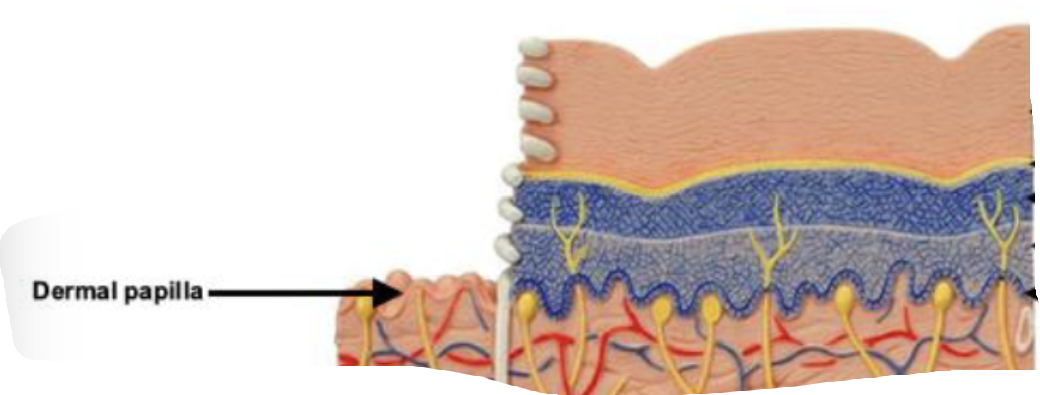 <ul><li><p>named for structures which protrude from this layer into the epidermis</p></li></ul><p></p>