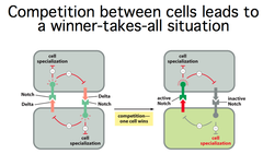 <p>1) Initial State: In the proneural cluster, all the cells can potentially become nerve cells. Each of these cells produces (Asc) and components of the Notch signaling pathway.</p><p>2) Activation of Neuroblast Genes: The Asc proteins trigger the production of neuroblast genes (which are important for a cell to become a nerve cell) and a signaling molecule, Delta. This sets up a positive feedback loop: if one cell starts producing more Asc, it also starts producing more Delta.</p><p>3) Notch and Delta Interaction: Delta from the first cell activates the Notch pathway in its neighboring cells. When the Notch pathway is more active in these neighboring cells, it causes them to produce more E(spl).</p><p>4) Inhibition of Neighbors: E(spl) inhibits the production of Asc in the neighboring cells, so these cells stop producing Delta and can't become nerve cells. This ensures that only the first cell (with higher Asc and Delta levels) will turn into a neuroblast, while the surrounding cells will not.</p>