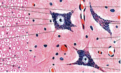 <p>identify tissue type and what it shows.</p>