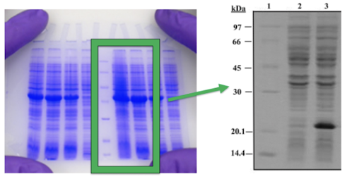 <p>= shows ALL proteins on a gel (makes them blue)</p><ul><li><p>used for verification experiments (ex. to make sure a plasmid transfected into E. coli is making proteins)</p></li><li><p>uses molecular weight markers (technical control)</p></li><li><p>depiction in journals: show most of gel</p></li></ul><p></p>