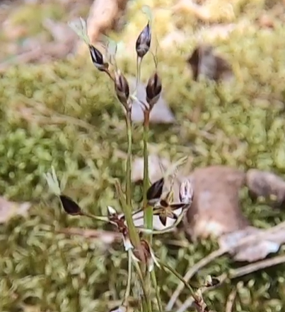 <p>vårfryle</p>