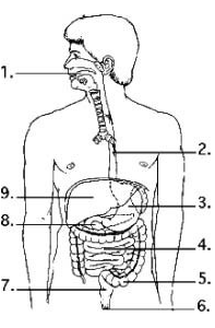 <p><span style="background-color: transparent; font-family: "Times New Roman", serif;">Examine the digestive system structures in the figure.</span></p><p><span style="background-color: transparent; font-family: "Times New Roman", serif;">A. The agents that help emulsify fats are produced in location ________.</span></p><p><span style="background-color: transparent; font-family: "Times New Roman", serif;">&nbsp;</span></p><p><span style="background-color: transparent; font-family: "Times New Roman", serif;">B. The highest rate of nutrient absorption occurs at location ________.</span></p><p><span style="background-color: transparent; font-family: "Times New Roman", serif;">&nbsp;</span></p><p><span style="background-color: transparent; font-family: "Times New Roman", serif;">C. Most of the digestion of fats occurs in structure</span></p><p><span style="background-color: transparent; font-family: "Times New Roman", serif;">D. Bacteria that produce vitamins are found in the greatest concentration in location ________.</span></p><p><br></p>