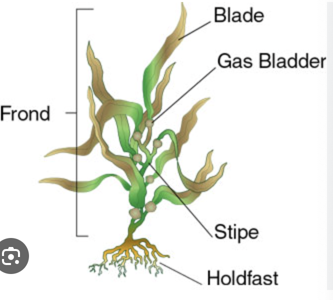 <p>Thallus : can vary from tar like crust to elaborate branching with differentiated structures for light gathering, support, reproduction, flotation, and attachment </p><p>usually a holdfast, stipe, and blade(or frond)</p>