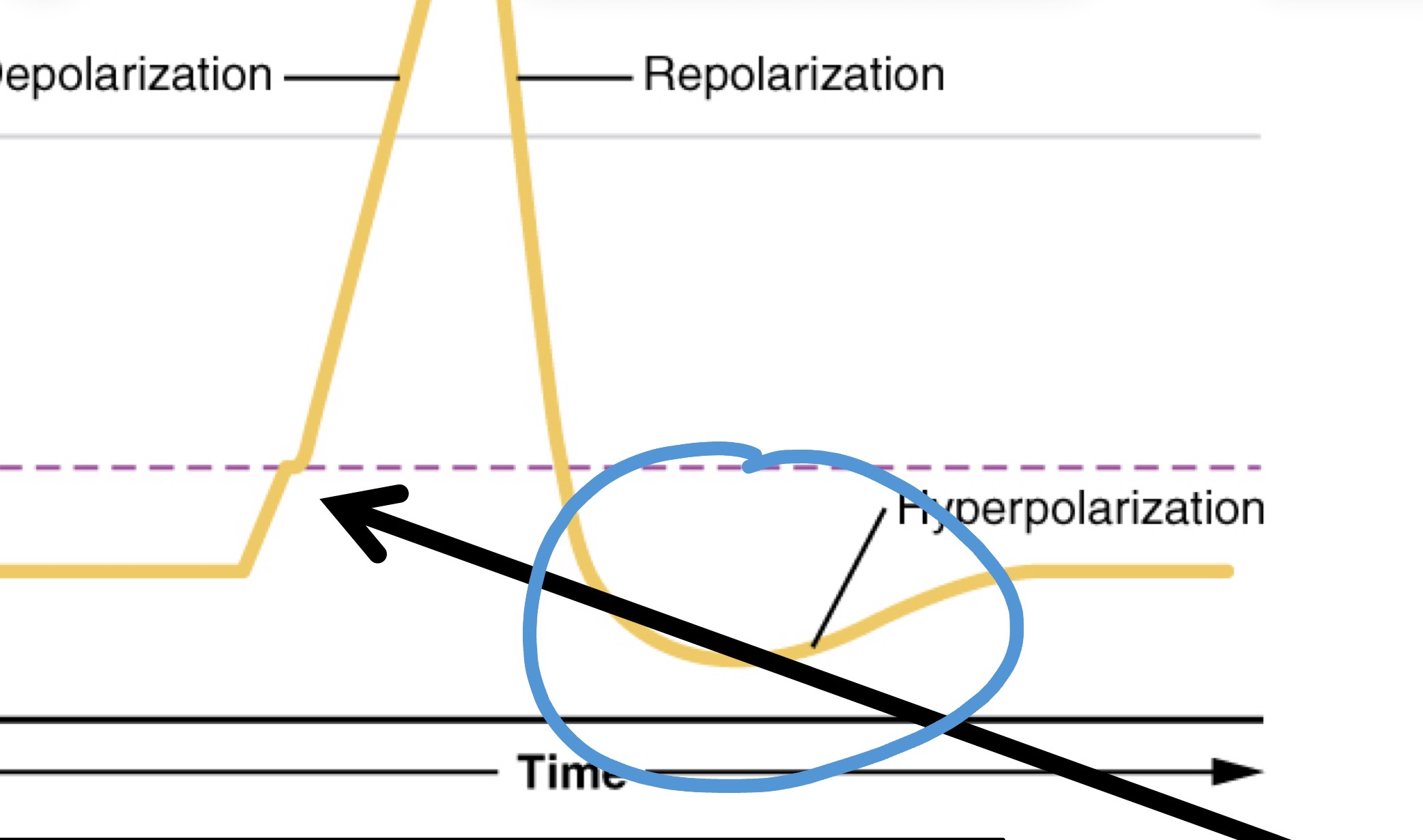 <p><span><span>neuron becomes more negative than its normal resting state</span></span></p>