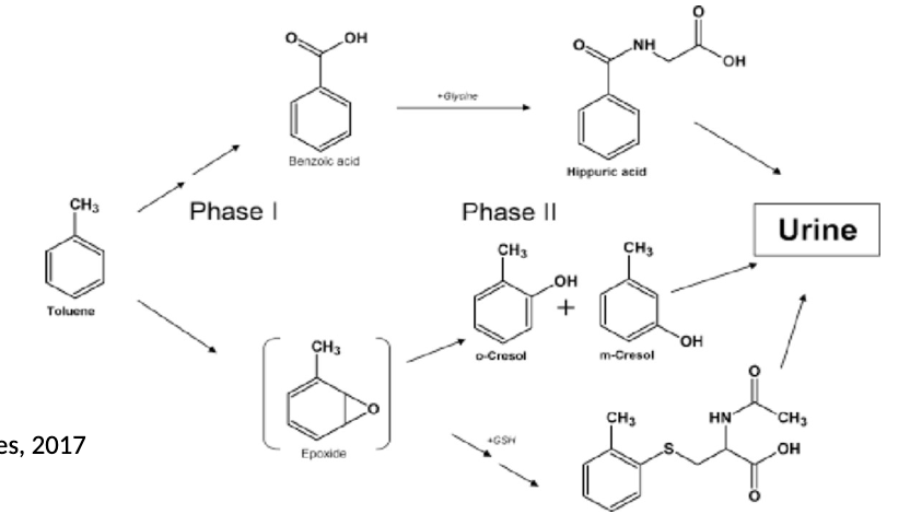 <p><span>Solvent in glues and household products.Biotransformation primarily involves liver enzymes, particularly cytochrome P450, oxidizing it to benzyl alcohol, then further to benzoic acid, which is then conjugated with glycine to form hippuric acid, the primary urinary metabolite.</span></p>