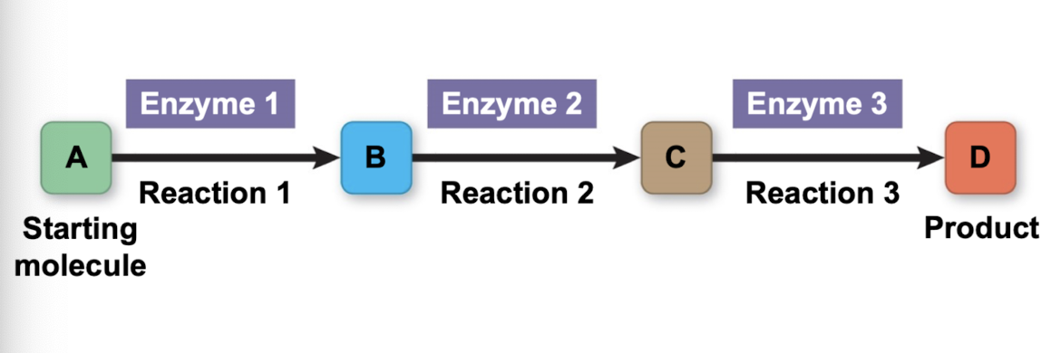 <p>starts with primary molecule → ends with product (ex. ATP) </p><p>enzymes essential for each step</p>