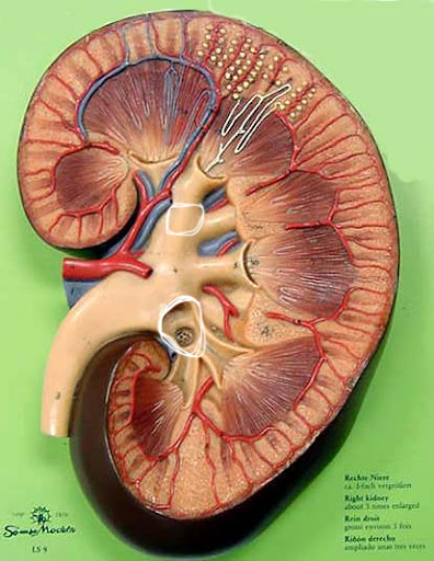 <p>Name the structure</p>
