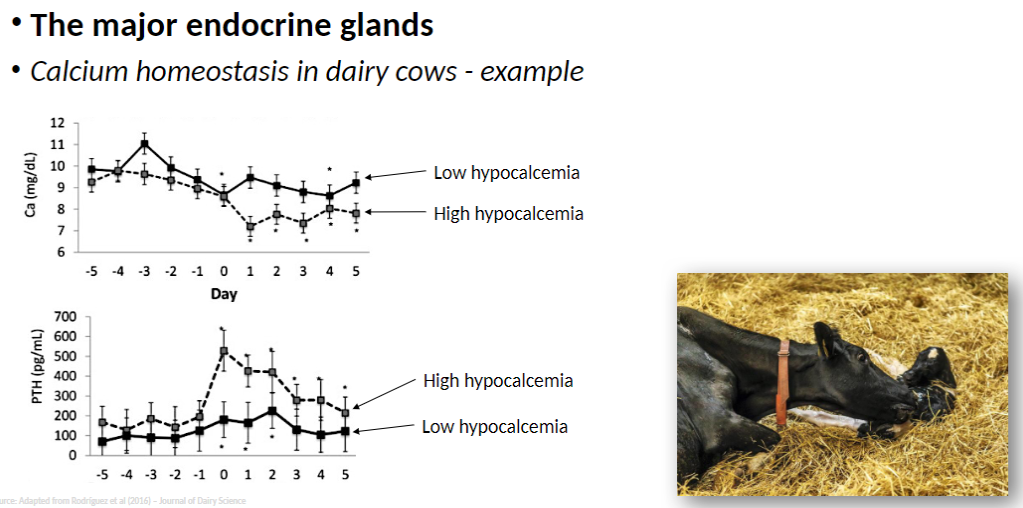 <p><strong>High Hypocalcemia</strong><br> Severe <strong>low blood calcium</strong>, often at <strong>onset of lactation</strong></p><p><strong>Low Hypocalcemia</strong><br> Milder <strong>reduction in blood calcium</strong></p><p><strong>Purpose of Example</strong><br> Demonstrates variation in <strong>calcium levels</strong> and the <strong>importance of homeostatic regulation</strong> during <strong>lactation</strong></p>