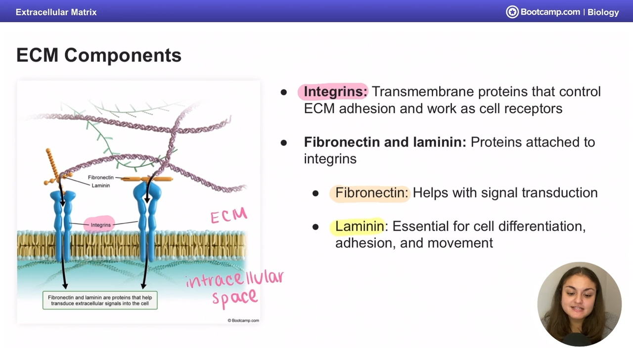 <p>transmembrane proteins that control ECM adhesion and work as cell receptors </p>