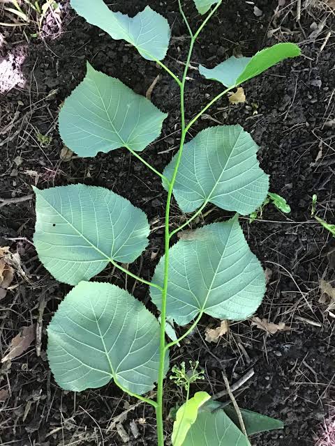 <p>Whos leaves are these?</p>