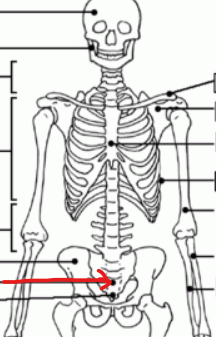 <p>triangular bone below the lumbar vertebrae and above the coccyx </p>