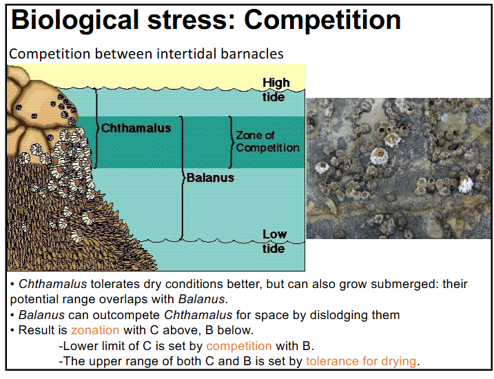 <p>-anemones “fight” (sometimes to the death)</p><p>-massive clonal groupings separated by clear demarcations</p><p>-zonation: species of close competition will form a gradient based on the better competitor who can tolerate specific conditions (dry conditions for ex) better</p>