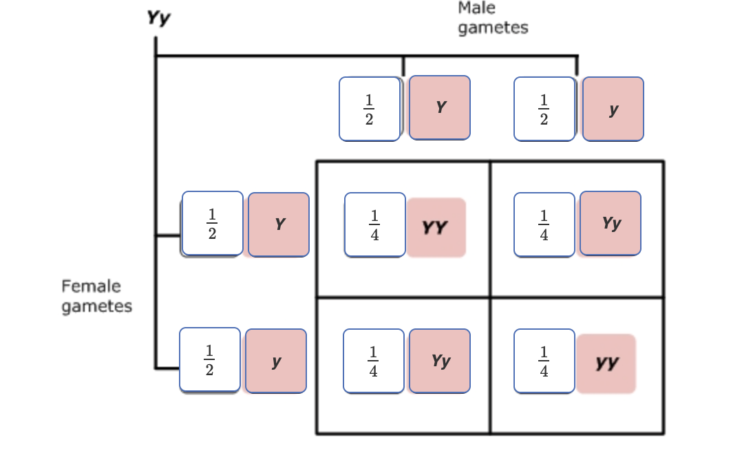 <p><span>What is the probability that an F</span><sub>2</sub><span> seed chosen at random will be yellow?</span></p>