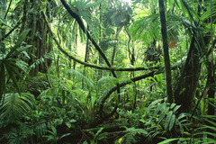 <p>A hot and thick forest filled with tall trees and wild animals is a _____.</p>