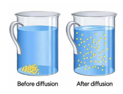 <p>solute moves from area of high concentration to low concentration until an equal distribution is reached </p><ul><li><p>necessary for things like transportation of O2 from lungs to blood</p></li></ul><p></p>
