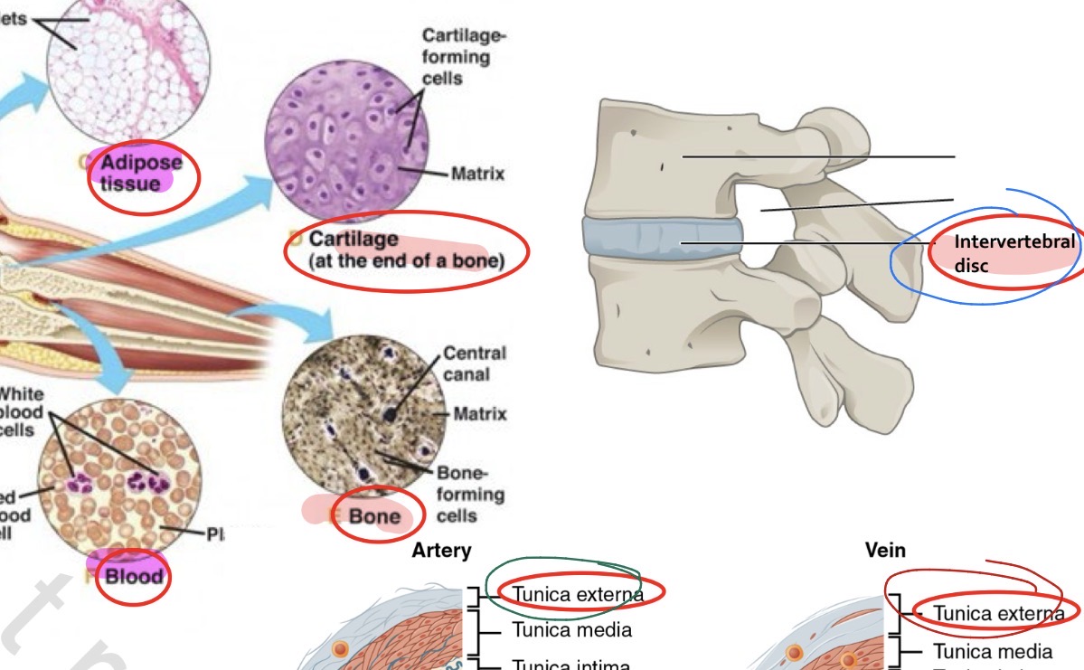 <p>A. Cartilage</p><p>i. <mark data-color="#53da3a" style="background-color: rgb(83, 218, 58); color: inherit;">Hyaline</mark></p><p>ii. <mark data-color="#da2828" style="background-color: rgb(218, 40, 40); color: inherit;">Elastic</mark></p><p>iii. <mark data-color="#337cbf" style="background-color: rgb(51, 124, 191); color: inherit;">Fibrocartilage</mark></p><p>B. Bone</p>
