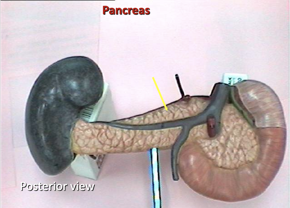 <p>Identify the organ.</p>