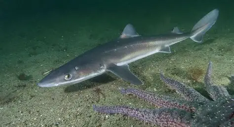 <p>What fish is this</p>