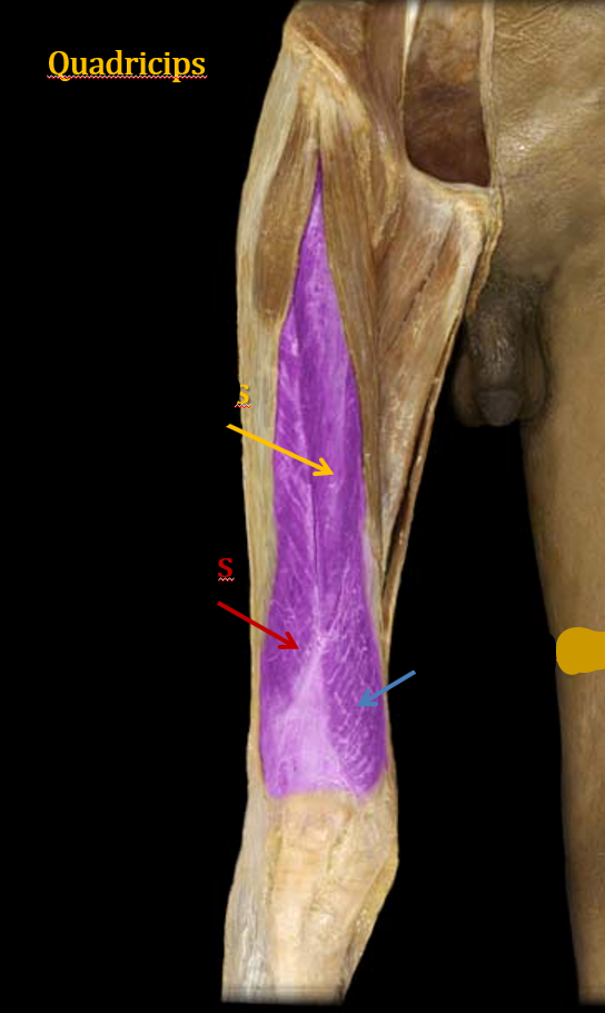 <p>What are these muscles?</p>