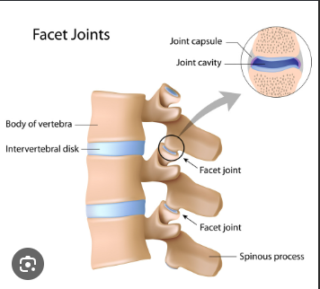 <ul><li><p><span style="font-family: "Century Gothic";">Plane synovial joints between the superior and inferior articular processes of adjacent vertebrae</span></p></li><li><p><span style="font-family: "Century Gothic";">Surrounded by a thin joint capsule</span></p><ul><li><p><span style="font-family: "Century Gothic";">Thin and loose in cervical region= movement</span></p></li><li><p><span style="font-family: "Century Gothic";">Attached to the margins of the articular surfaces of the articular processes</span></p></li></ul></li><li><p><span style="font-family: "Century Gothic";">Accessory ligaments unite the laminae, transverse processes, spinous processes to help stabilize the joint</span></p></li><li><p><span style="font-family: "Century Gothic"; color: red;">Permit gliding movements </span><span style="font-family: "Century Gothic";">between articular processes</span></p></li><li><p><span style="font-family: "Century Gothic";">Enable </span><span style="font-family: "Century Gothic"; color: red;">vertebral flexion, extension and limit rotation</span></p></li><li><p><span style="color: red;"><strong>Innervated by articular branches from the medial branches of the posterior rami of the spinal nerves</strong></span></p><ul><li><p><span style="font-family: "Century Gothic";">Each joint is supplied by 2 nerves</span></p></li></ul></li></ul><p></p>